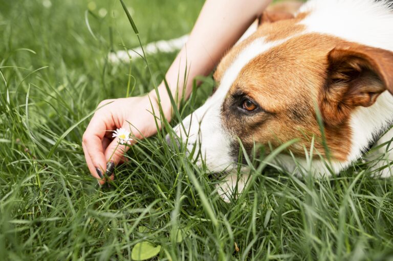 Por qué los perros comen hierba: causas y consejos para cuidar su salud