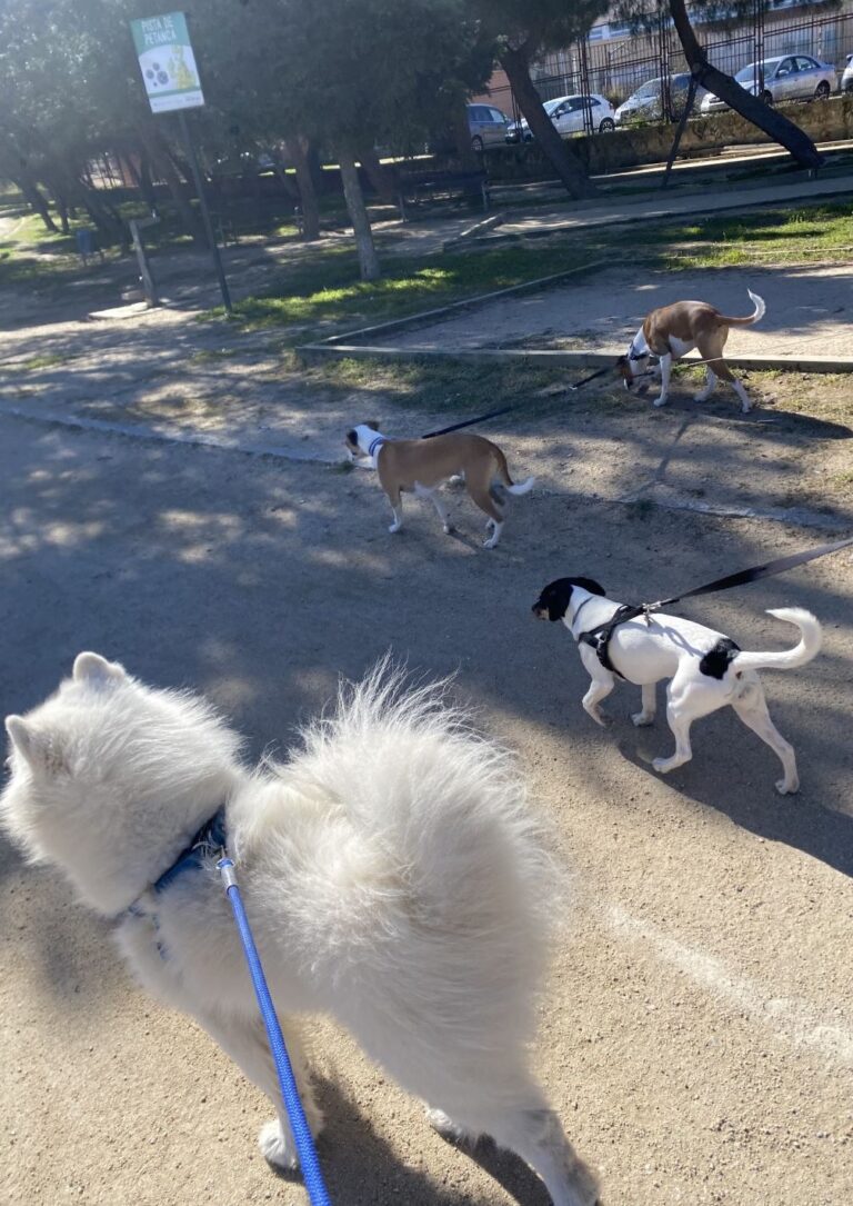 paseador de perros